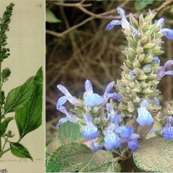 Kit De Culture - Chia - 500 Graines - Salvia Hispanica -Jardin Luxueux Pas Cher Magasin 640641c579de98.62891474