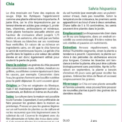 Kit De Culture - Chia - 500 Graines - Salvia Hispanica -Jardin Luxueux Pas Cher Magasin 640641c58ca2e2.06384767