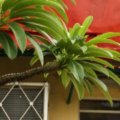 Kit De Culture - Palmier De Madagascar - 10 Graines - Pachypodium Lamerei -Jardin Luxueux Pas Cher Magasin 640641c6f361f3.13222888