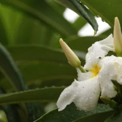 Kit De Culture - Palmier De Madagascar - 10 Graines - Pachypodium Lamerei -Jardin Luxueux Pas Cher Magasin 640641c70eb6a5.87388885