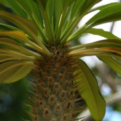 Kit De Culture - Palmier De Madagascar - 10 Graines - Pachypodium Lamerei -Jardin Luxueux Pas Cher Magasin 640641c7226726.92813528