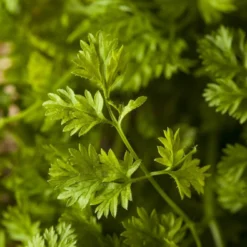 Kit De Culture - Bio - Cerfeuil Commun - 800 Graines - Anthriscus Cerefolium -Jardin Luxueux Pas Cher Magasin 640641c88ea3f5.72719979