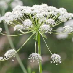 Kit De Culture - Bio - Cerfeuil Commun - 800 Graines - Anthriscus Cerefolium -Jardin Luxueux Pas Cher Magasin 640641c895df59.50590057
