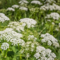 Kit De Culture - Bio - Cerfeuil Commun - 800 Graines - Anthriscus Cerefolium -Jardin Luxueux Pas Cher Magasin 640641c8a30cc8.62953997