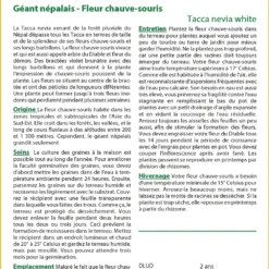 Kit De Culture - Géant Népalais - Fleur Chauve-souris - 10 Graines - Tacca Nevia White -Jardin Luxueux Pas Cher Magasin 640641cb3c2931.45314096