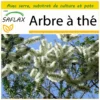 Kit De Culture - Arbre à Thé - 400 Graines - Melaleuca Alternifolia