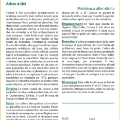 Kit De Culture - Arbre à Thé - 400 Graines - Melaleuca Alternifolia -Jardin Luxueux Pas Cher Magasin 640641cc772c91.95778072