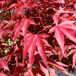 Kit De Culture - Erable Du Japon Pourpre - 20 Graines - Acer Palmatum Atropurpureum -Jardin Luxueux Pas Cher Magasin 640641d81e91c2.05775496