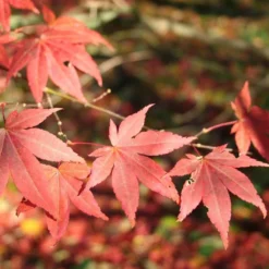Kit De Culture - Erable Du Japon Pourpre - 20 Graines - Acer Palmatum Atropurpureum -Jardin Luxueux Pas Cher Magasin 640641d8236e87.81519951