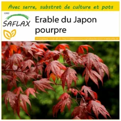 Kit De Culture - Erable Du Japon Pourpre - 20 Graines - Acer Palmatum Atropurpureum