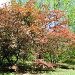 Kit De Culture - Erable Du Japon Pourpre - 20 Graines - Acer Palmatum Atropurpureum -Jardin Luxueux Pas Cher Magasin 640641d82dff97.81256788