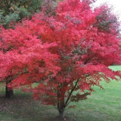 Kit De Culture - Erable Du Japon Pourpre - 20 Graines - Acer Palmatum Atropurpureum -Jardin Luxueux Pas Cher Magasin 640641d832b125.23226283