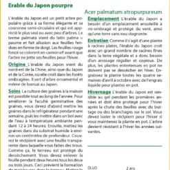 Kit De Culture - Erable Du Japon Pourpre - 20 Graines - Acer Palmatum Atropurpureum -Jardin Luxueux Pas Cher Magasin 640641d837b750.91534800