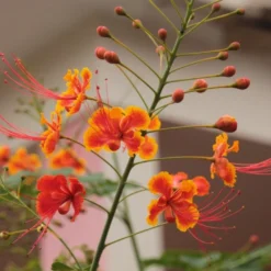 Kit De Culture - Orgueil De Chine - 10 Graines - Caesalpinia Pulcherrima -Jardin Luxueux Pas Cher Magasin 640641f11c7cb2.38741859