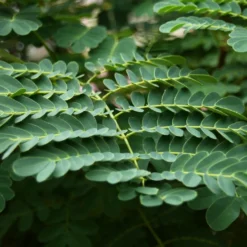 Kit De Culture - Orgueil De Chine - 10 Graines - Caesalpinia Pulcherrima -Jardin Luxueux Pas Cher Magasin 640641f12730a7.73038490