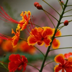 Kit De Culture - Orgueil De Chine - 10 Graines - Caesalpinia Pulcherrima -Jardin Luxueux Pas Cher Magasin 640641f12c1a86.88478143