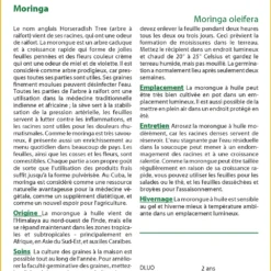 Kit De Culture - Moringa - 10 Graines - Moringa Oleifera -Jardin Luxueux Pas Cher Magasin 640641f44f9d99.64332581