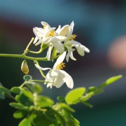 Kit De Culture - Moringa - 10 Graines - Moringa Oleifera -Jardin Luxueux Pas Cher Magasin 640641f4547a73.61153088