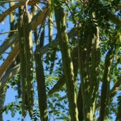 Kit De Culture - Moringa - 10 Graines - Moringa Oleifera -Jardin Luxueux Pas Cher Magasin 640641f462d1b0.92586215