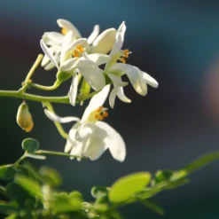 Kit De Culture - Moringa - 10 Graines - Moringa Oleifera -Jardin Luxueux Pas Cher Magasin 640641f4686cb0.45653273