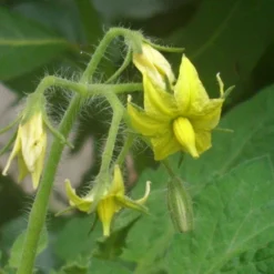 Kit De Culture - Tomate San Marzano - 10 Graines - Lycopersicon Esculentum -Jardin Luxueux Pas Cher Magasin 640641fa29a824.71109885