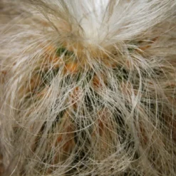 Kit De Culture - Vieil Homme Des Andes - 40 Graines - Oreocereus Celsianus -Jardin Luxueux Pas Cher Magasin 6406421319bf09.55918901