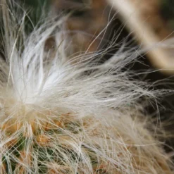 Kit De Culture - Vieil Homme Des Andes - 40 Graines - Oreocereus Celsianus -Jardin Luxueux Pas Cher Magasin 640642131e7c97.68380268