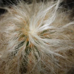 Kit De Culture - Vieil Homme Des Andes - 40 Graines - Oreocereus Celsianus -Jardin Luxueux Pas Cher Magasin 64064213238914.02708494