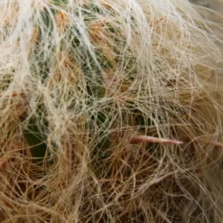 Kit De Culture - Vieil Homme Des Andes - 40 Graines - Oreocereus Celsianus -Jardin Luxueux Pas Cher Magasin 640642132a3d31.45958194