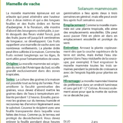 Kit De Culture - Mamelle De Vache - 10 Graines - Solanum Mammosum -Jardin Luxueux Pas Cher Magasin 64064214c42f55.18867220