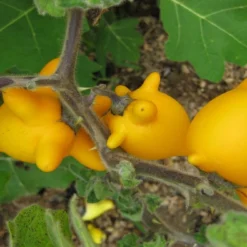 Kit De Culture - Mamelle De Vache - 10 Graines - Solanum Mammosum -Jardin Luxueux Pas Cher Magasin 64064214ce3997.42422343