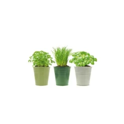 3 Pots D'herbes Aromatiques