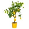 Citrus Limon - Citronnier - Arbre Fruitier - Persistant - ⌀21 Cm - ↕70-80 Cm