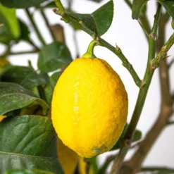 Citrus Limon - Citronnier - Arbre Fruitier - Persistant - ⌀21 Cm - ↕70-80 Cm -Jardin Luxueux Pas Cher Magasin 640b1fd8f19335.79451771