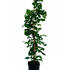 Mûre 'thornfree'- Rubus Fruticosus 3l -Jardin Luxueux Pas Cher Magasin 641db34099e109.67011798