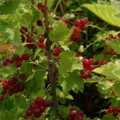 Groseillier à Grappes 'jonkheer Van Tets' - Ribes Rubrum 1,5l -Jardin Luxueux Pas Cher Magasin 6420e09d661a75.14430311