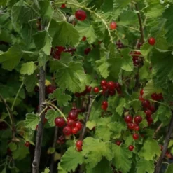 Groseillier à Grappes 'jonkheer Van Tets' - Ribes Rubrum 3l -Jardin Luxueux Pas Cher Magasin 6420e0a3b81ea3.47713727