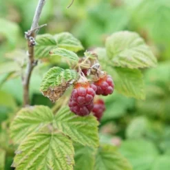 Framboisier 'malling Promise' - Framboisier Malling Promise 1.5l -Jardin Luxueux Pas Cher Magasin 6420e0ab5cc5d5.74943359