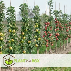 Assorti De 4 Arbres Fruitiers - Pot ⌀9cm - H.60-70cm (hauteur Pot Incluse) -Jardin Luxueux Pas Cher Magasin 6421dd66e21009.57555330