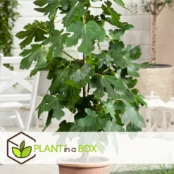 Set De 2 Ficus Carica - Pot ⌀9cm - H.25-40cm (hauteur Pot Incluse) -Jardin Luxueux Pas Cher Magasin 64233258aed6c2.75062578