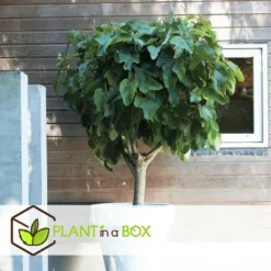 Set De 2 Ficus Carica - Pot ⌀9cm - H.25-40cm (hauteur Pot Incluse) -Jardin Luxueux Pas Cher Magasin 64233258b421e6.98737418