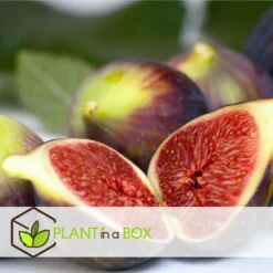 Set De 2 Ficus Carica - Pot ⌀9cm - H.25-40cm (hauteur Pot Incluse) -Jardin Luxueux Pas Cher Magasin 64233258cb75f1.63559053