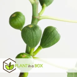 Set De 2 Ficus Carica - Pot ⌀9cm - H.25-40cm (hauteur Pot Incluse) -Jardin Luxueux Pas Cher Magasin 64233258cfd275.04452141