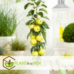 Set De 3 Pommiers - Pot ⌀9cm - H.60-70cm (hauteur Pot Incluse) -Jardin Luxueux Pas Cher Magasin 642332687e7c20.05894686