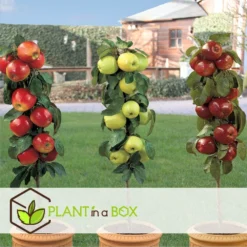 Set De 3 Pommiers - Pot ⌀9cm - H.60-70cm (hauteur Pot Incluse) -Jardin Luxueux Pas Cher Magasin 642332688c9973.24149843