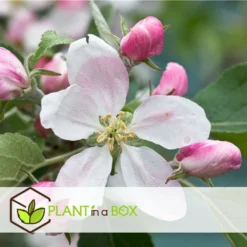 Set De 3 Pommiers - Pot ⌀9cm - H.60-70cm (hauteur Pot Incluse) -Jardin Luxueux Pas Cher Magasin 6423326890bc71.46991350