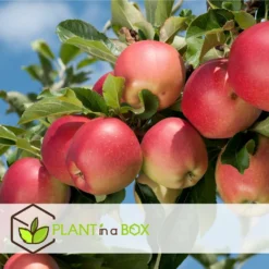 Set De 3 Pommiers - Pot ⌀9cm - H.60-70cm (hauteur Pot Incluse) -Jardin Luxueux Pas Cher Magasin 642332689513f1.48220910