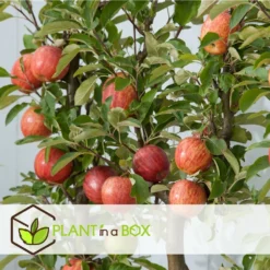 Set De 3 Pommiers - Pot ⌀9cm - H.60-70cm (hauteur Pot Incluse) -Jardin Luxueux Pas Cher Magasin 642332689d8f40.55591918