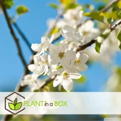 Assorti De 3 Arbres Fruitiers - Pot ⌀9cm - H.60-70cm (hauteur Pot Incluse) -Jardin Luxueux Pas Cher Magasin 64233269be5622.46374168