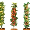 Assorti De 3 Arbres Fruitiers - Pot ⌀9cm - H.60-70cm (hauteur Pot Incluse)
